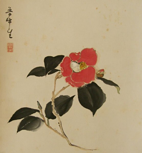 Цветок камелии Цубаки