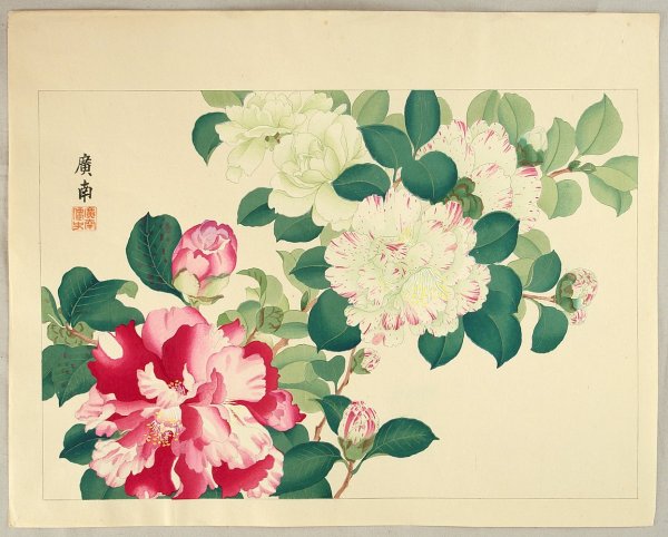 Камелия японская гравюра