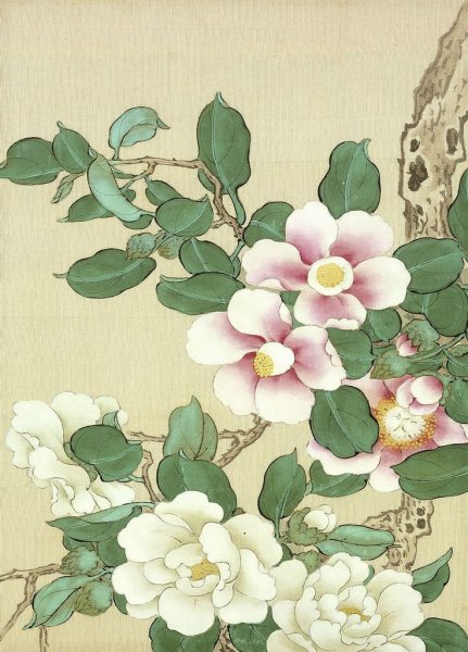 Camellia Ботаническая иллюстрация