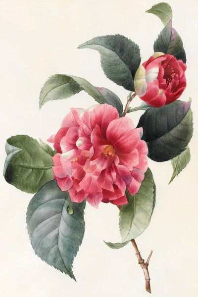 Камелия БОКУСАЙГА