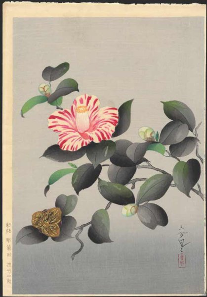 Камелия гравюра