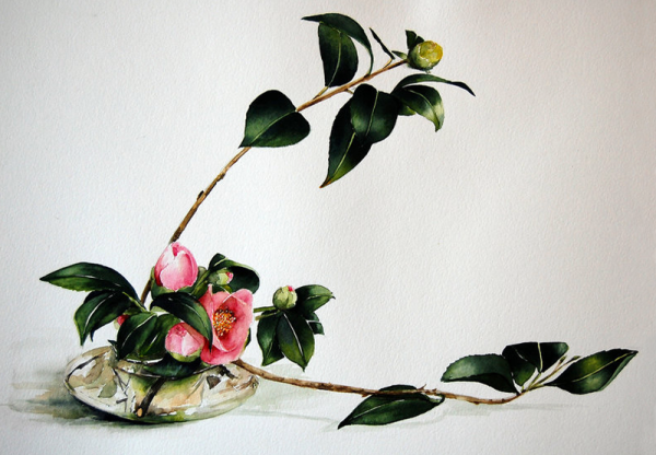 Камелия гунби