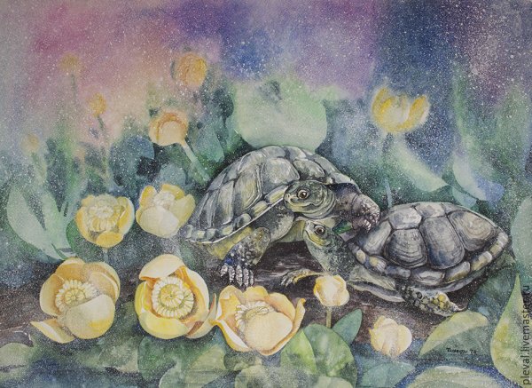 Красноухая черепаха акварелью