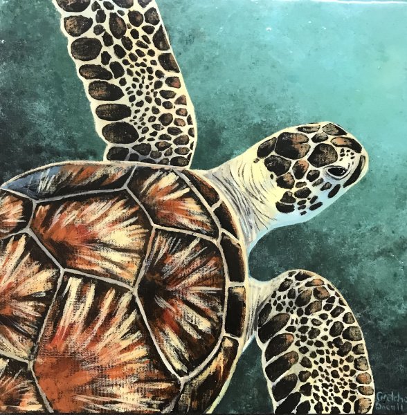 Черепаха пейнт