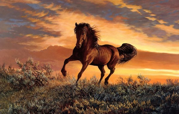 Дикий гнедой Мустанг