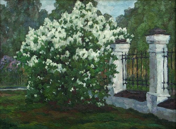 Поленов куст сирени