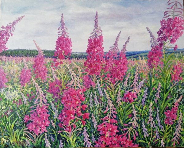 Иван чай картина