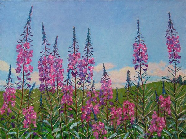 Кипрей узколистный Иван-чай акварель