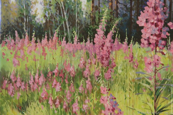 Иван чай картина