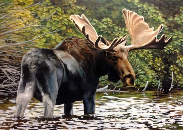 Лось маслом