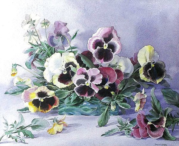 Андрияка Анютины глазки