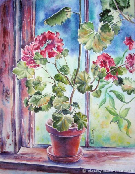 Герань Матисса красная