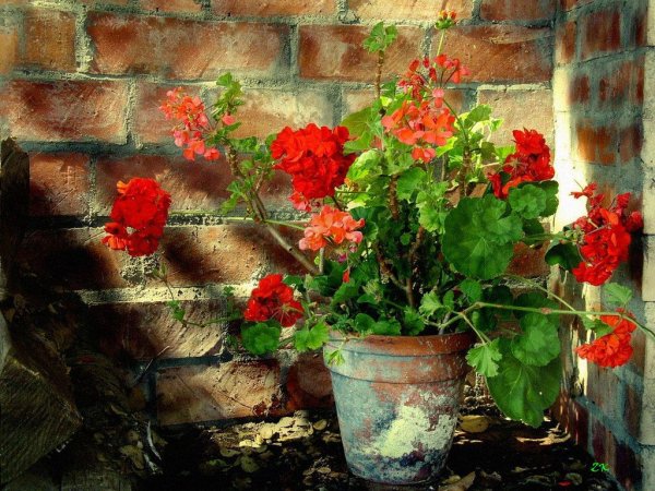 Фотонатюрморты с геранью