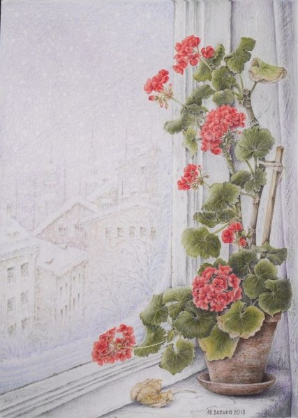 Герань на заснеженном окне