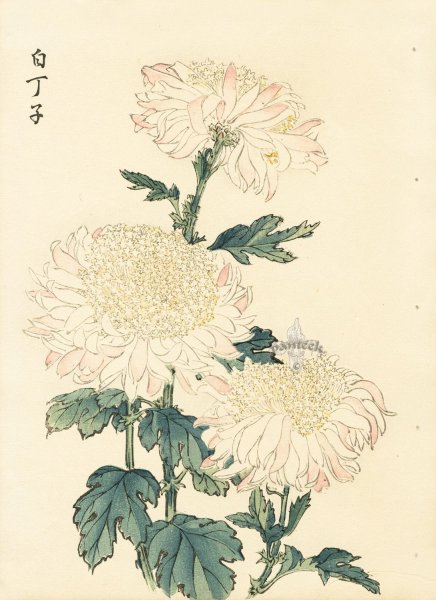 Хризантема гравюра японская гравюра