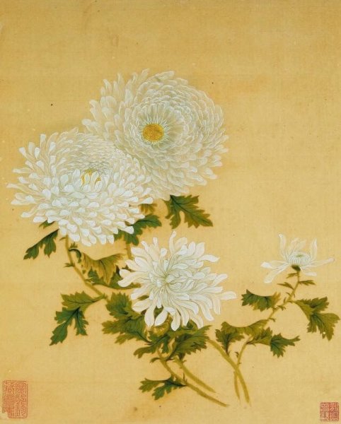 Китайская Хризантема