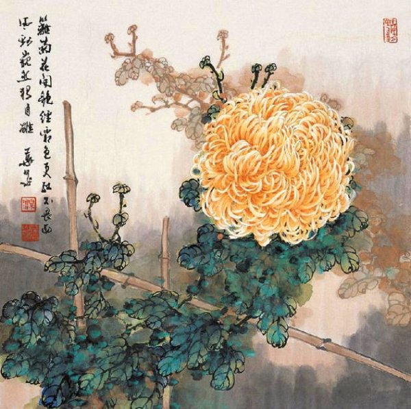 Хризантема японская Графика