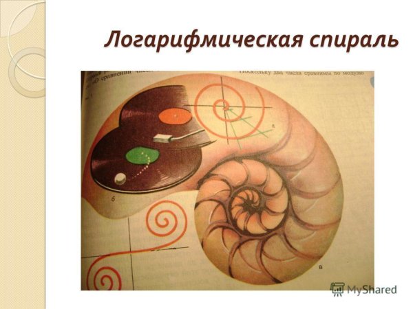 Раковина улитки логарифмическая спираль