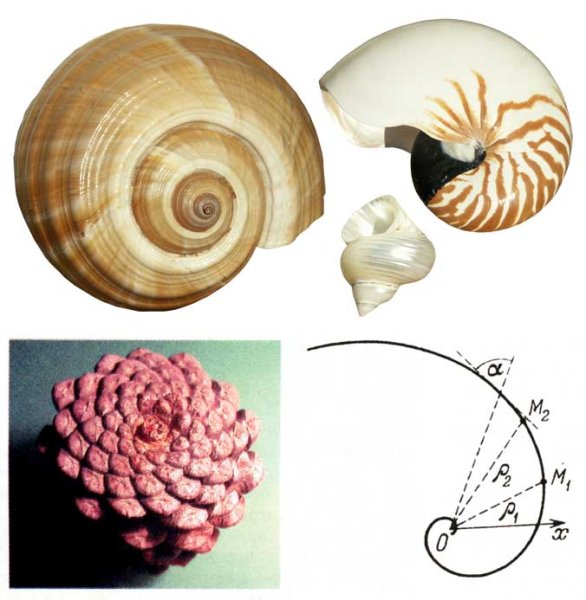 Логарифмы в искусстве