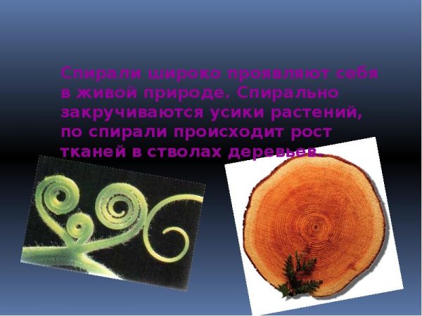 Золотое сечение Фибоначчи