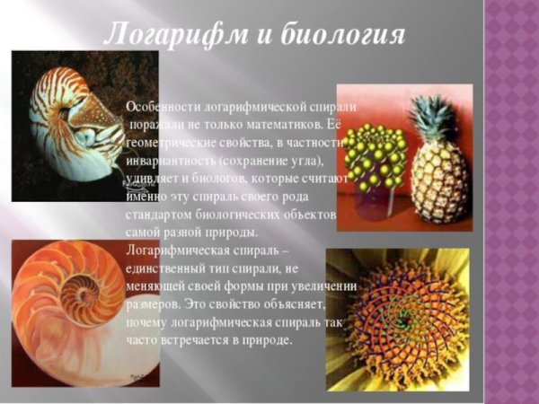 Логарифмическая спираль Бернулли