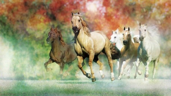 Табун лошадей скачет
