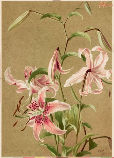 Ellen t Fisher литографии