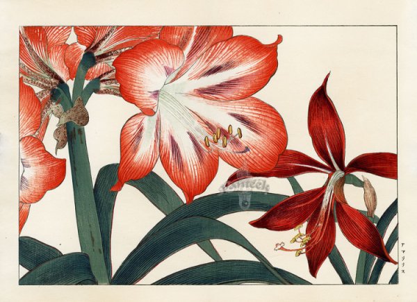 Конана Танигами живопись цветов