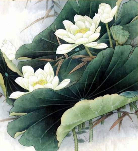 Лотос гунби белый