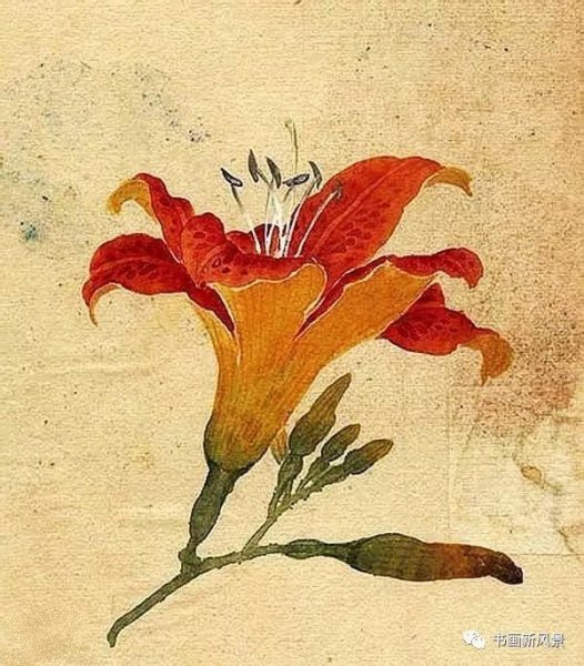 Лилия гунби