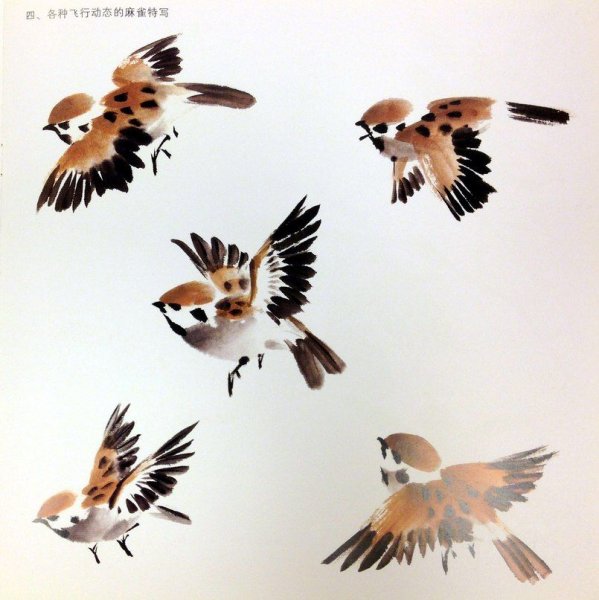 Гохуа воробьи