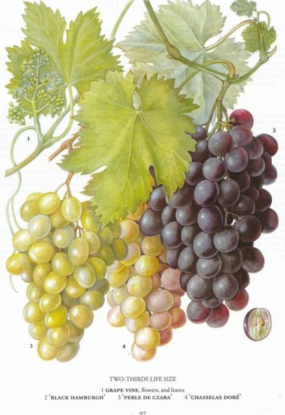 Ботаническая живопись листья винограда