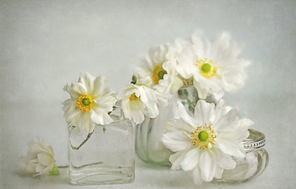 Оксана Кравченко пионы