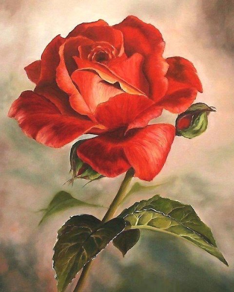 Розы живопись