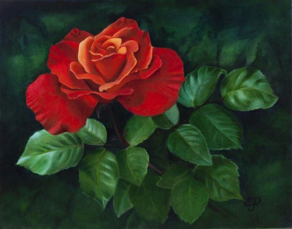 Айдемир Саидов розы