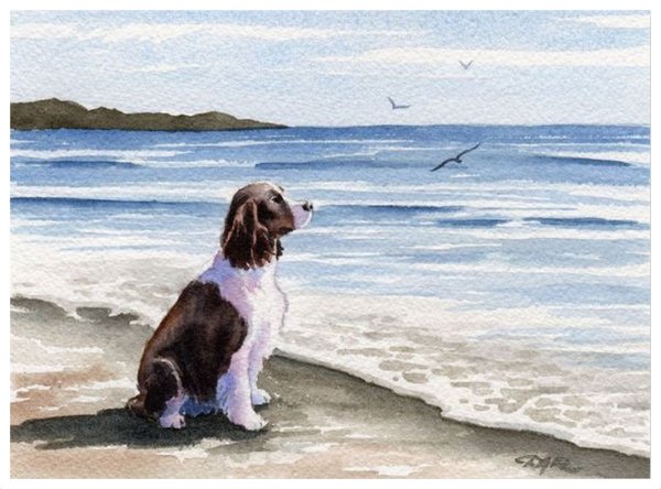 Спаниель на море