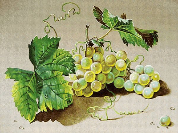 Федор толстой виноград