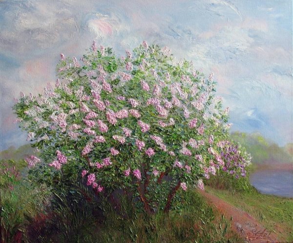 Куст сирени в цвету Ларионов