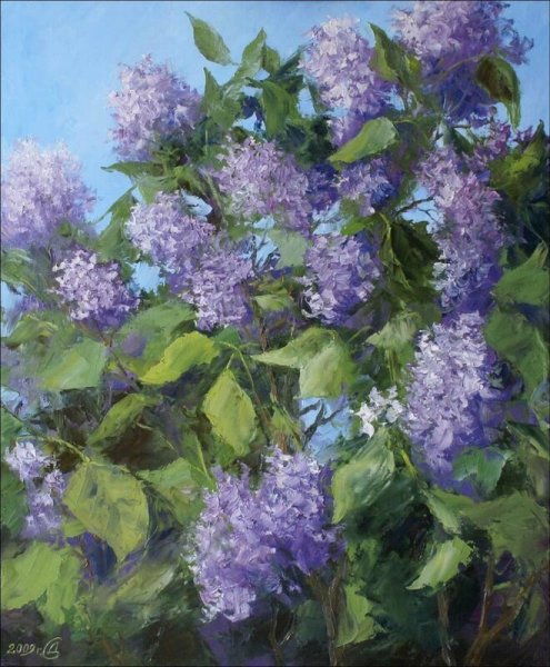 Куст сирени в цвету Ларионов