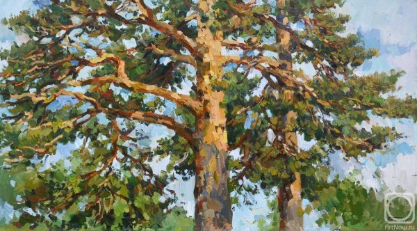 Павел Еськов сосны