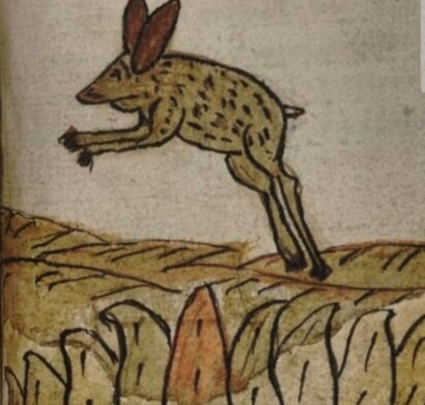 Заяц средневековье