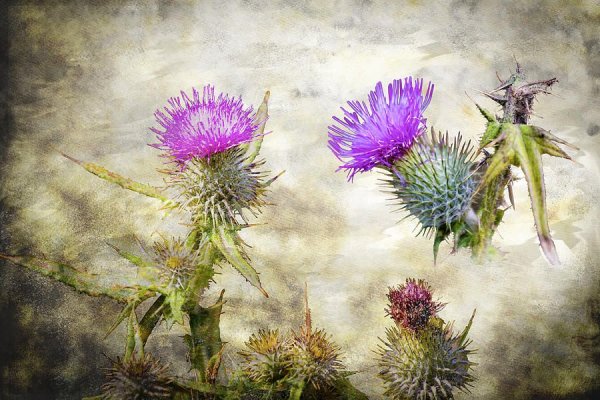 Чертополох Ройл Альберт