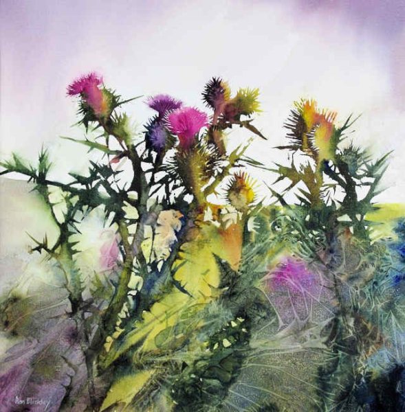 Чертополох акварель