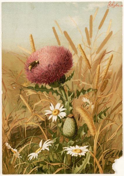 Элен Фишер картины