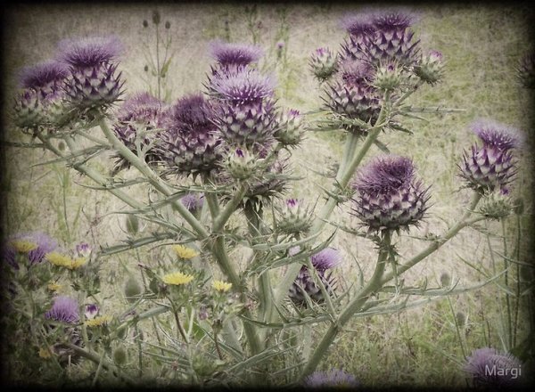 Чертополох в голландском искусстве