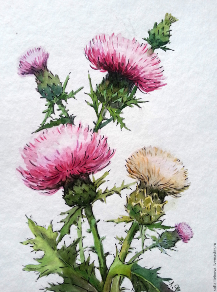 Цветы чертополох акварель