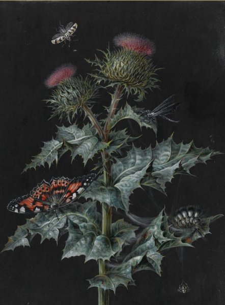 Barbara Regina Dietzsch Бавария 1706 1783