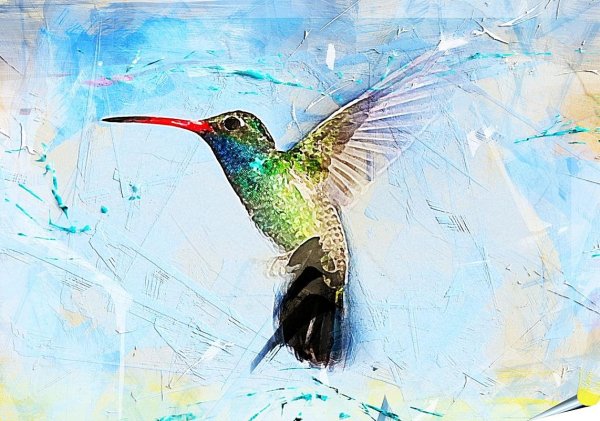 Колибри птица