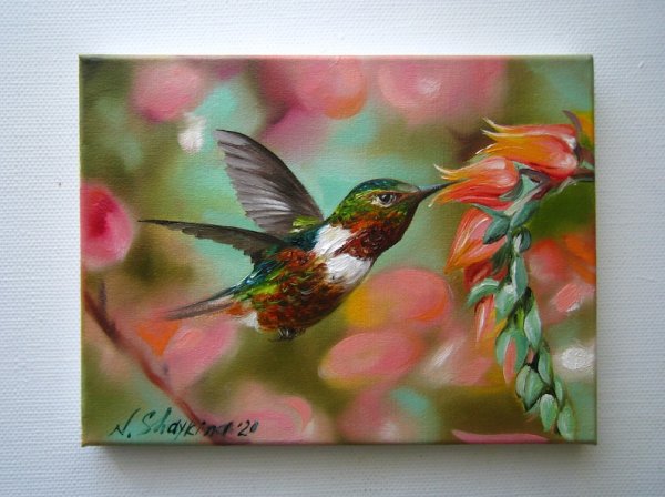 Колибри Карел Мартенс