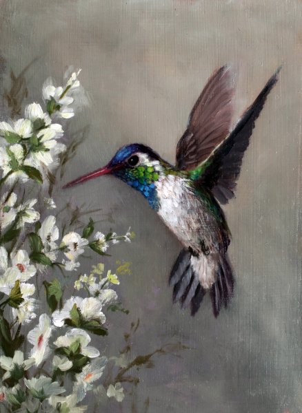 Колибри художник